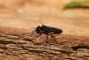 349289 – Photo : Daniel INGREMEAU – France (36)